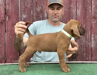 Clyde, a male Redbone Coonhound for sale in Steuben, WI – 3 of 6