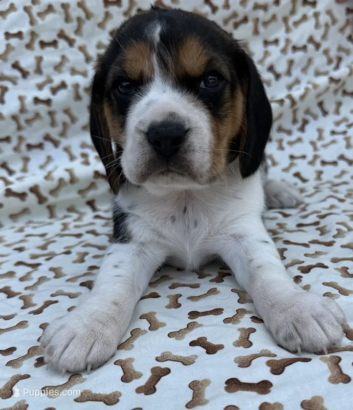 Lucy – Beagle puppy for sale in Steuben, WI