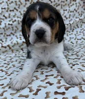 Lucy, a female Beagle for sale in Steuben, WI – 1 of 9