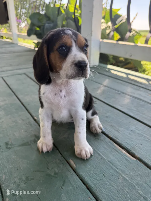 Lucy – Beagle puppy for sale in Steuben, WI
