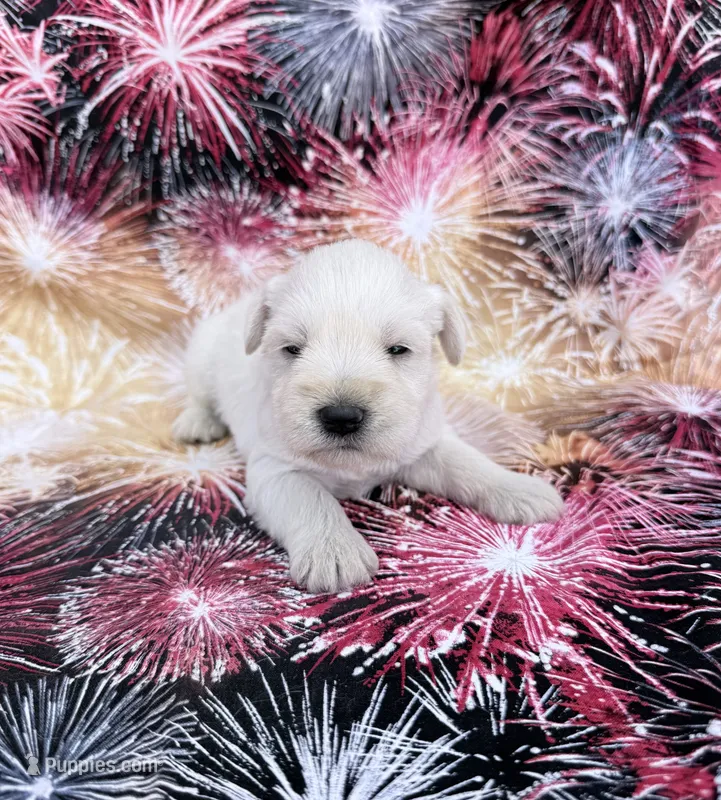 Harrison – Miniature Schnauzer puppy for sale in Steuben, WI