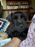 Fern, a female Miniature Schnauzer for sale in Steuben, WI – 7 of 10