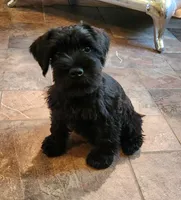 Fern, a female Miniature Schnauzer for sale in Steuben, WI – 3 of 10
