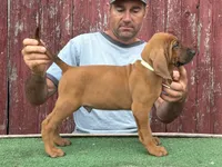 Clyde, a male Redbone Coonhound for sale in Steuben, WI – 2 of 6