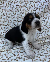 Charlie, a male Beagle for sale in Steuben, WI – 4 of 8