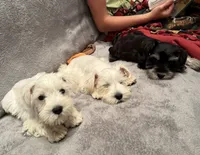 Fritz, a male Miniature Schnauzer for sale in Steuben, WI – 8 of 8