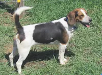 Charlie, a male Beagle for sale in Steuben, WI – 2 of 8