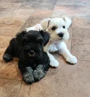 Fritz, a male Miniature Schnauzer for sale in Steuben, WI – 2 of 8