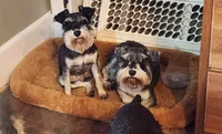 Fritz, a male Miniature Schnauzer for sale in Steuben, WI – 7 of 8