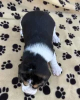 Lucy, a female Beagle for sale in Steuben, WI – 3 of 9
