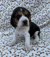 Lucy, a female Beagle for sale in Steuben, WI – 7 of 9