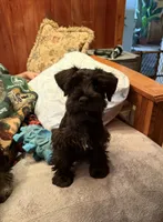 Fern, a female Miniature Schnauzer for sale in Steuben, WI – 9 of 10