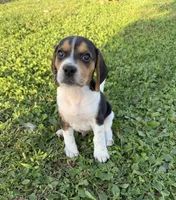 Charlie, a male Beagle for sale in Steuben, WI – 8 of 8