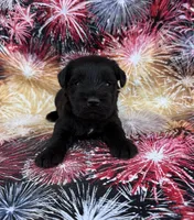 Reagan, a female Miniature Schnauzer for sale in Steuben, WI – 1 of 10