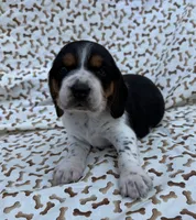 Charlie, a male Beagle for sale in Steuben, WI – 1 of 8