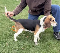 Lucy, a female Beagle for sale in Steuben, WI – 6 of 9