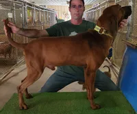 Clyde, a male Redbone Coonhound for sale in Steuben, WI – 5 of 6