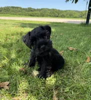 Fern, a female Miniature Schnauzer for sale in Steuben, WI – 10 of 10