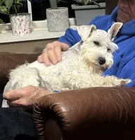 Fritz, a male Miniature Schnauzer for sale in Steuben, WI – 4 of 8