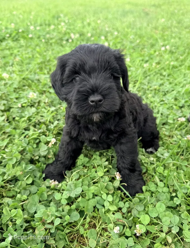 Reagan – Miniature Schnauzer puppy for sale in Steuben, WI