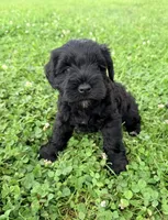 Reagan, a female Miniature Schnauzer for sale in Steuben, WI – 1 of 9