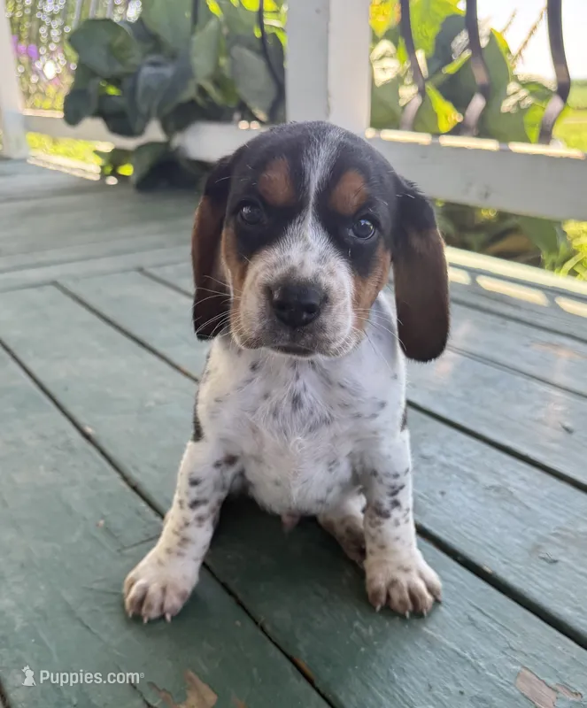 Charlie – Beagle puppy for sale in Steuben, WI