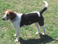 Lucy, a female Beagle for sale in Steuben, WI – 9 of 9