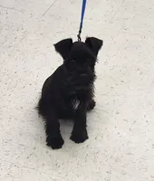Fern, a female Miniature Schnauzer for sale in Steuben, WI – 5 of 10