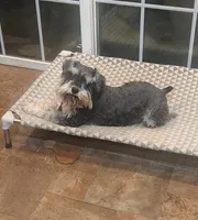 Fern, a female Miniature Schnauzer for sale in Steuben, WI – 2 of 10