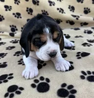 Lucy, a female Beagle for sale in Steuben, WI – 2 of 9