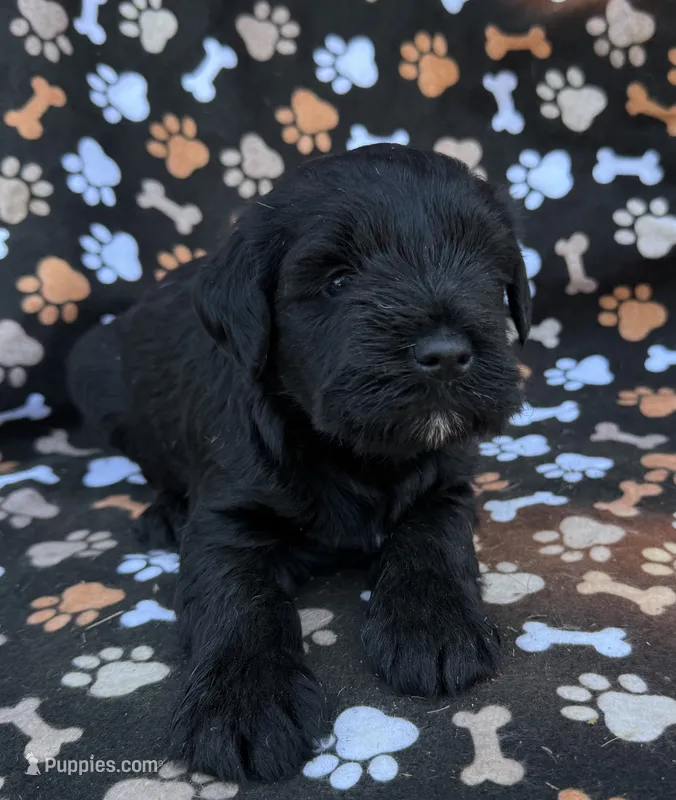 Reagan – Miniature Schnauzer puppy for sale in Steuben, WI