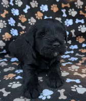 Reagan, a female Miniature Schnauzer for sale in Steuben, WI – 2 of 9