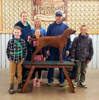 Clyde, a male Redbone Coonhound for sale in Steuben, WI – 6 of 6
