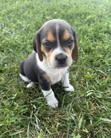 Charlie, a male Beagle for sale in Steuben, WI – 6 of 8