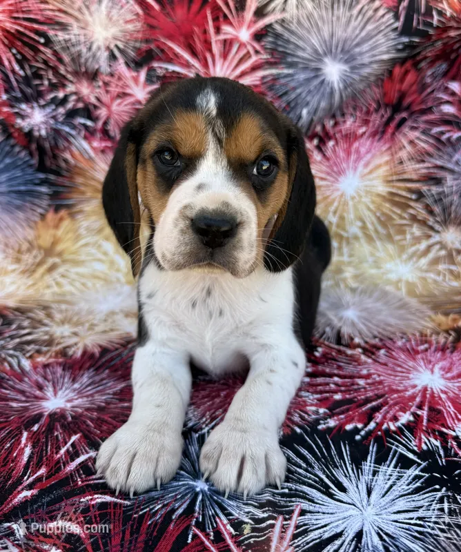 Lucy – Beagle puppy for sale in Steuben, WI