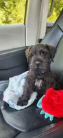 Fern, a female Miniature Schnauzer for sale in Steuben, WI – 4 of 10