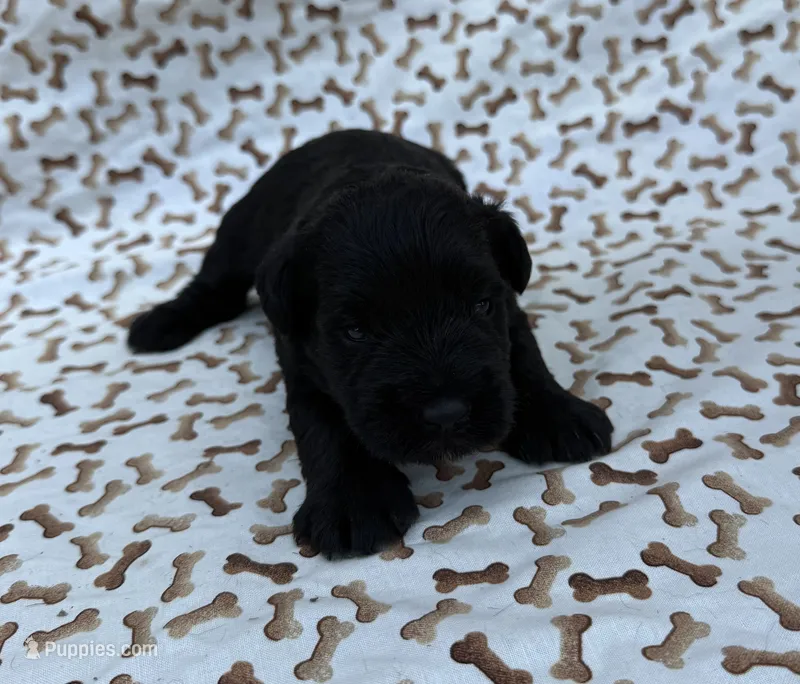 Fern – Miniature Schnauzer puppy for sale in Steuben, WI