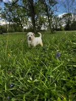 Pink Girl, a female Australian Cattle Dog and Poodle - Standard  for sale in North Jackson, OH – Photo 9 of 9