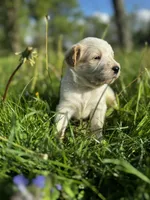 Pink Girl, a female Australian Cattle Dog and Poodle - Standard  for sale in North Jackson, OH – Photo 8 of 9