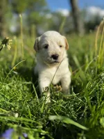 Pink Girl, a female Australian Cattle Dog and Poodle - Standard  for sale in North Jackson, OH – Photo 4 of 9