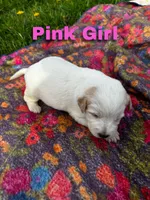 Ca-Poodle Puppy (Australian Cattledog/Poodle) Pink Girl, a female Australian Cattle Dog and Poodle - Standard  for sale in North Jackson, OH – Photo 2 of 3