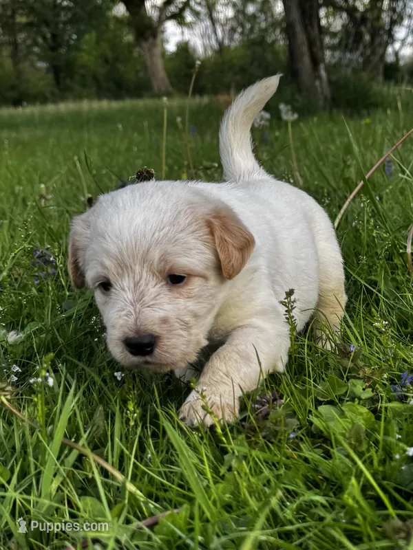 Pink Girl – Australian Cattle Dog, Poodle - Standard  puppy for sale in North Jackson, OH