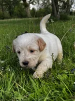 Pink Girl, a female Australian Cattle Dog and Poodle - Standard  for sale in North Jackson, OH – Photo 1 of 9