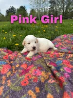 Ca-Poodle Puppy (Australian Cattledog/Poodle) Pink Girl, a female Australian Cattle Dog and Poodle - Standard  for sale in North Jackson, OH – Photo 1 of 3