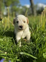 Pink Girl, a female Australian Cattle Dog and Poodle - Standard  for sale in North Jackson, OH – Photo 7 of 9