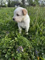 Pink Girl, a female Australian Cattle Dog and Poodle - Standard  for sale in North Jackson, OH – Photo 3 of 9