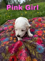 Ca-Poodle Puppy (Australian Cattledog/Poodle) Pink Girl, a female Australian Cattle Dog and Poodle - Standard  for sale in North Jackson, OH – Photo 3 of 3