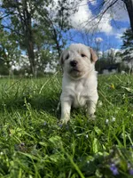 Pink Girl, a female Australian Cattle Dog and Poodle - Standard  for sale in North Jackson, OH – Photo 2 of 9