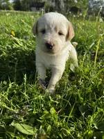 Pink Girl, a female Australian Cattle Dog and Poodle - Standard  for sale in North Jackson, OH – Photo 5 of 9
