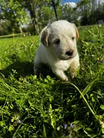 Pink Girl, a female Australian Cattle Dog and Poodle - Standard  for sale in North Jackson, OH – Photo 6 of 9